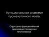 Функциональная анатомия промежуточного мозга
