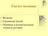 Скелет человека. Функции. Соединение костей. Основные и вспомогательные элементы суставов