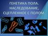 Генетика пола. Наследование, сцепленное с полом