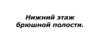 Нижний этаж брюшной полости