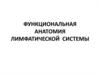 Функциональная анатомия лимфатической системы