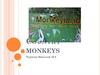 Monkeyland. Country monkeys