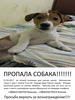 Пропала собака