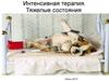 Интенсивная терапия. Тяжелые состояния