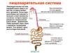 Пищеварительная система. Остальные системы жизнедеятельности человека