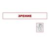 Зрение. Строение глаза