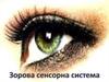 Зорова сенсорна система