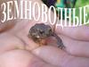 Класс Земноводные (Амфибии)