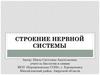 Строение нервной системы