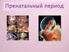 Пренатальный период