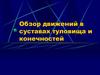 Обзор движений в суставах туловища и конечностей
