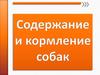 Содержание и кормление собак