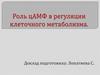 Роль ЦАМФ в регуляции клеточного метаболизма