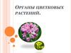 Органы цветковых растений
