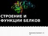 Строение и функции белков