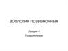 Раздел бесчелюстные. Внутреннежаберные