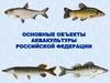 Основные объекты аквакультуры РФ