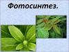 Фотосинтез. Опыты