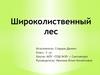 Широколиственный лес