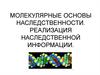 Молекулярные основы наследственности. Реализация наследственной информации