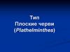 Тип Плоские черви (Plathelminthes)