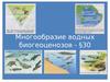 Многообразие водных биогеоценозов