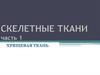 Скелетные ткани. Хрящевая ткань