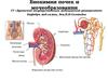 Биохимия почек и мочеобразования