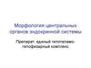 Морфология центральных органов эндокринной системы