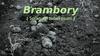 Brambory (Solanum tuberosum)