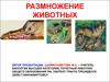 Размножение  животных