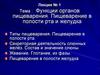 Функции органов пищеварения. Пищеварение в полости рта и желудка