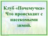 Клуб «Почемучка». Что происходит с насекомыми зимой