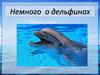 Немного о дельфинах