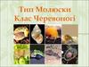 Тип молюски. Клас черевоногі
