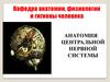 Анатомия центральной нервной системы