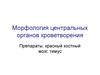 Морфология центральных органов кроветворения