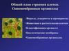 Общий план строения клетки. Одномембранные органеллы