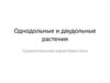 Однодольные и двудольные растения. Сравнительная характеристика