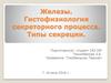 Железы. Гистофизиология секреторного процесса. Типы секреции