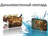 Дальневосточный леопард