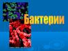 Бактерии. История изучения бактерий