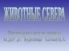 Животные севера. Презентация для детей