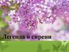 Легенда о сирени