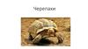 Черепахи: морские и наземные