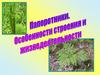 Папортники. Особенности строения и жизнедеятельности