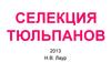 Селекция тюльпанов