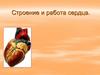 Строение и работа сердца