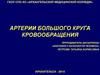 Артерии большого круга кровообращения