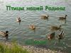 Птицы России. Викторина